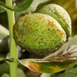 Fruits du Pommier de Sodome (arbre à couilles/roustonnier ). תפוח סדום